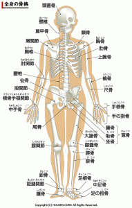 全身骨格