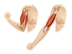 arm muscle